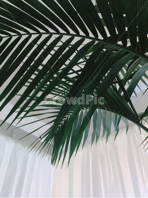 야자나무,나무,식물,아레카야자,야자,인테리어,실내,초록,식물,자연,plants,nature