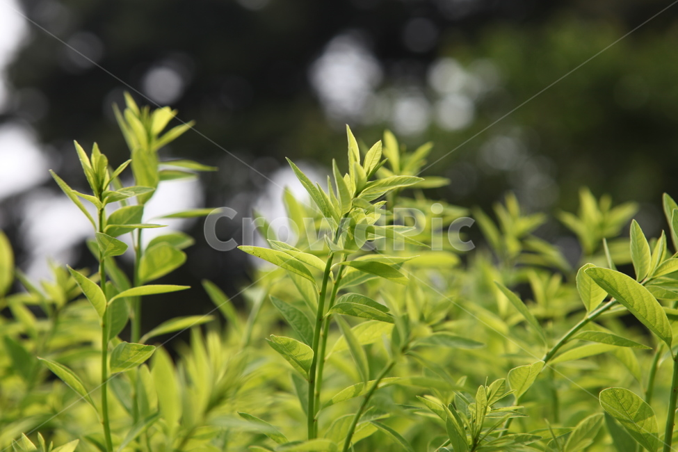식물,싱그러움,시원함,편안함,감성,녹색,식물,자연,plants,nature