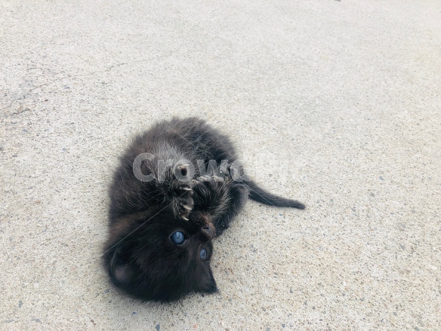 고양이,cat,야옹이,나비,냥이,동물,animal,포유류,mammal,고양이,cat,kitten,kitty