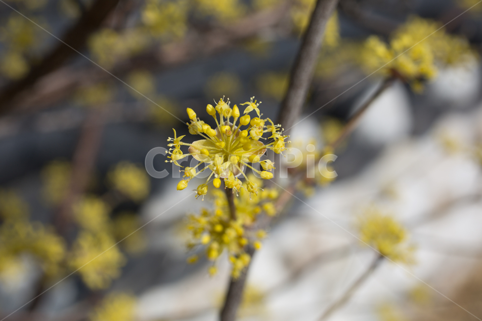 화분,식물,pollen,plant,봄꽃,산수유,식물,자연,plants,nature