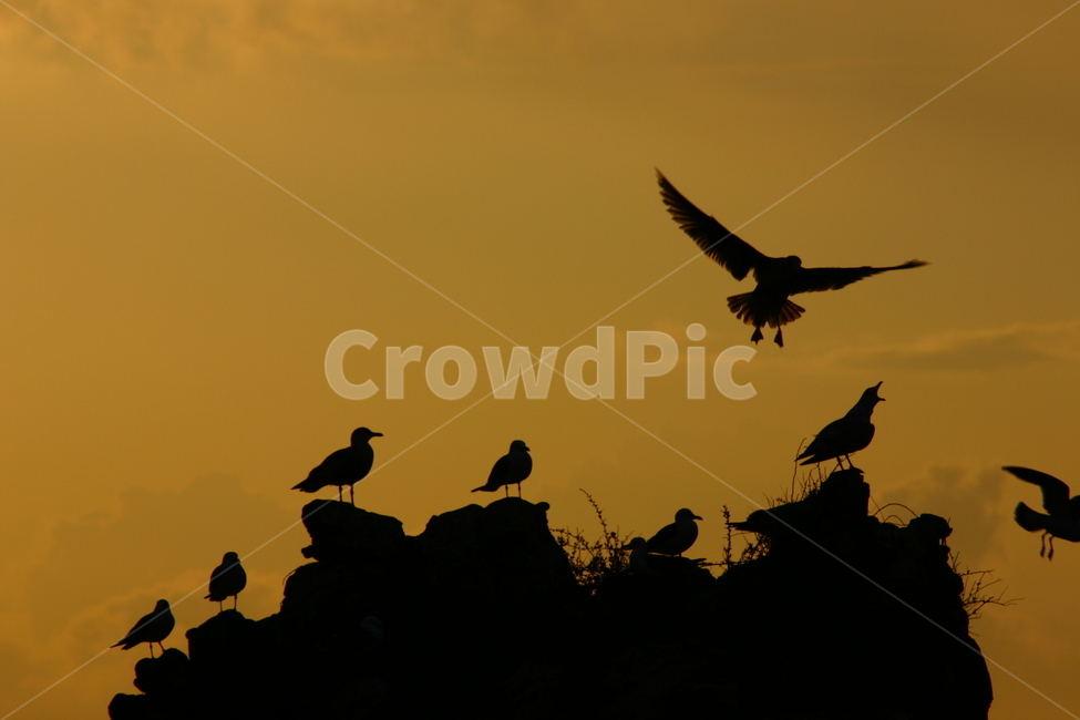 봄,동해,추암,갈매기,일출,동물,animal,조류,새,birds