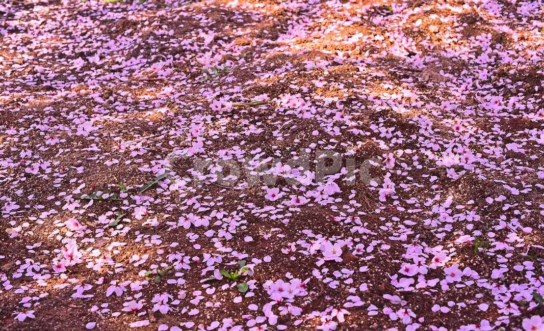 벚꽃,벚꽃잎,낙화,꽃잎,봄배경,야외,옥외,배경,패턴,백그라운드,아웃도어,plant,식물,blossom,꽃,flower,분홍색꽃,핑크색,pink,늦봄,벚꽃엔딩,꽃길,ground,바닥,계절,시즌