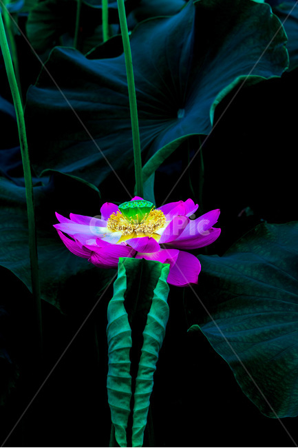 연꽃,연잎,문양,무늬,패턴,식물,자연,plants,nature,꽃,flower