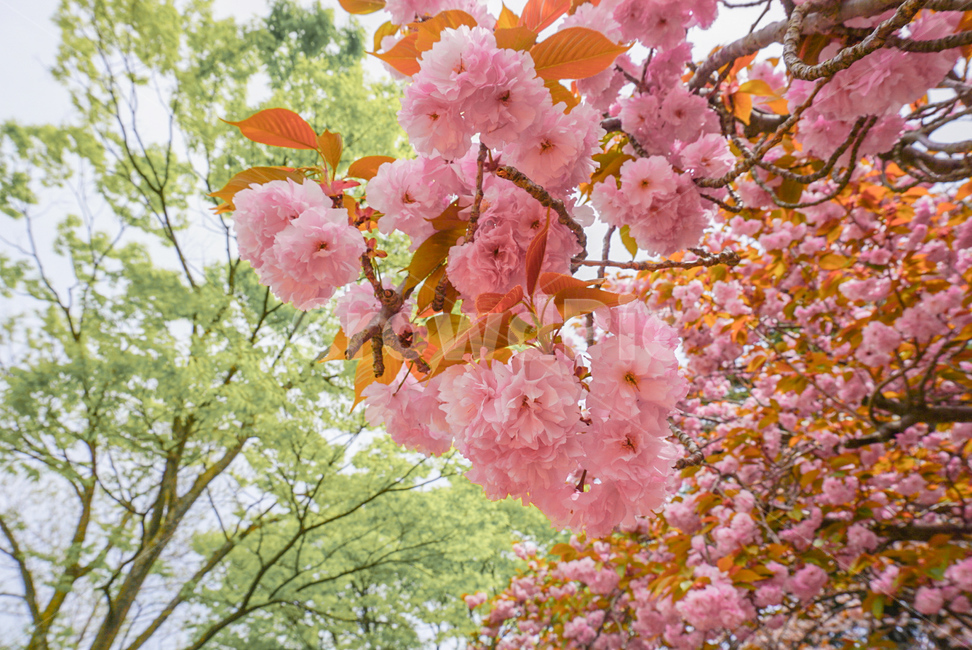 겹벚꽃,벚꽃,식물,꽃,봄꽃,나무,자연,flower,nature,봄,봄,계절,spring,season,식물,자연,plants,nature,꽃,flower,plant,blossom