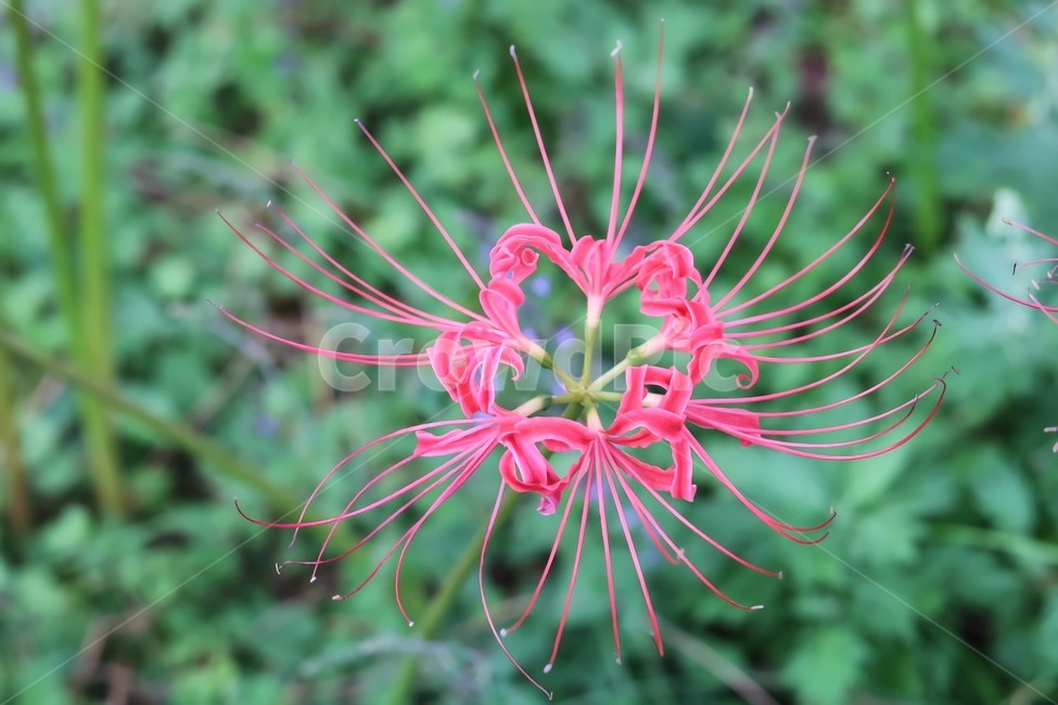 꽃,flower,들꽃,나뭇잎,자연,식물,분홍색,아름다움,식물,자연,plants,nature,꽃,flower