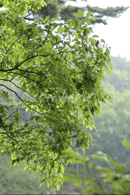 빛,단풍나무,산,연두,봄,식물,자연,plants,nature