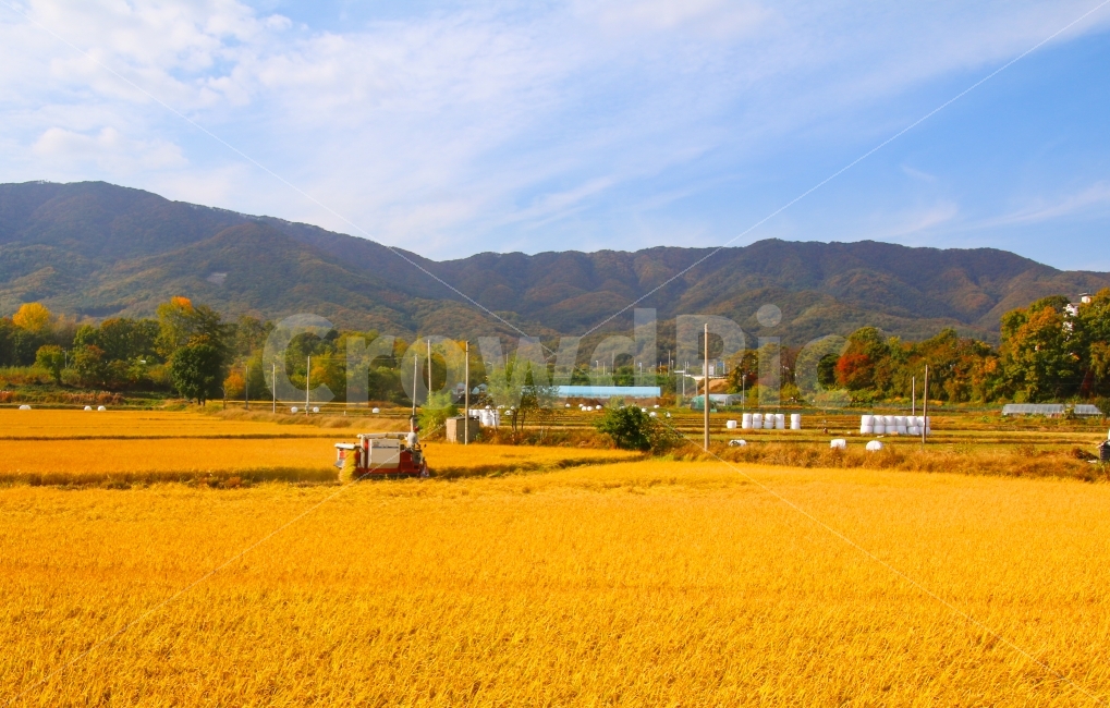 추수,가을,논,황금들판,계절,풍년,산,논밭,벼,쌀,농사,농업,콤바인,풍작,가을,계절,fall,autumn,season,자연,풍경,nature,landscape,한국자연풍경,한국자연경관,korea nature landscape,시골,마을,country,rural,town,색깔,색상,색채,색감,color sense,color sensitivity,feeling of color,산업,industry,industrial,농업,농사,agriculture,farming,farming industry,outdoors,옥외
