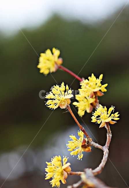 산수유꽃,꽃,산수유나무,자연,배경,봄,계절,spring,season,식물,자연,plants,nature,꽃,flower,plant