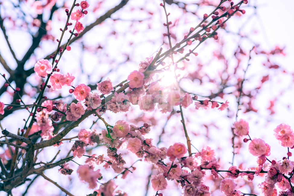 매화,홍매화,통도사,절,봄,봄꽃,봄,계절,spring,season,식물,자연,plants,nature,꽃,flower,plant,blossom