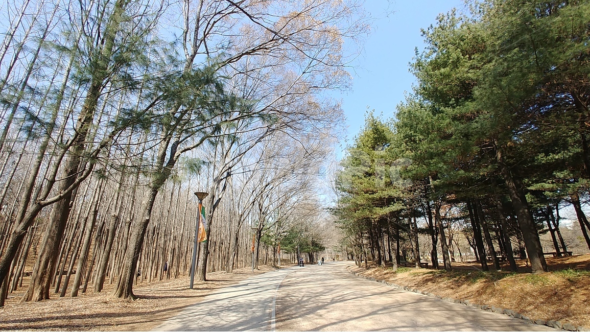 서울숲,공원,화창한날,하늘,숲,나무,자연,풍경,nature,landscape,tree,plant,식물,path,통로