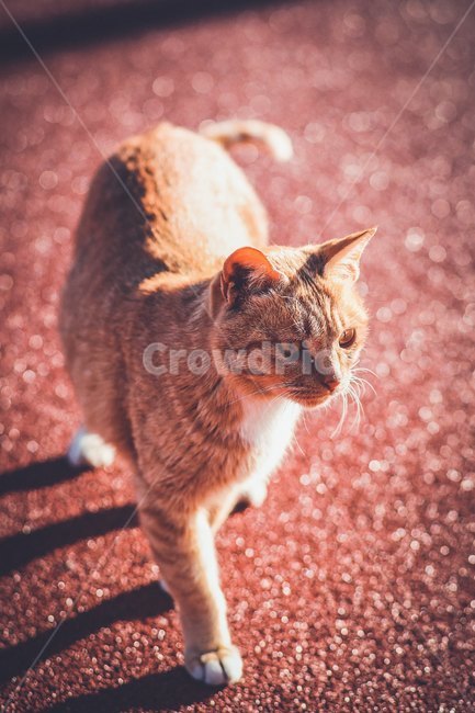 애완동물,동물,포유류,cat,고양이,길고양이,보케,pet,동물,animal,포유류,mammal,고양이,cat,kitten,kitty