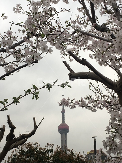 벚꽃,봄,동방명주,탑,하늘,랜드마크,landmark,tourist attraction,해외,외국,세계,foreign,oversea,world,세계랜드마크,해외랜드마크,외국랜드마크,world landmark,world tourist attraction,plant,식물