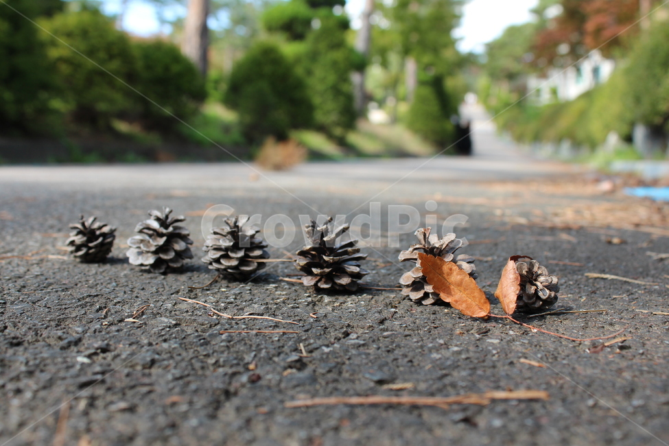 자연,초록,나뭇잎,잎,leaf,nature,솔방울,나무,산책,tree,green,길,road,아스팔트,plant,식물,asphalt,귀여운,따뜻한