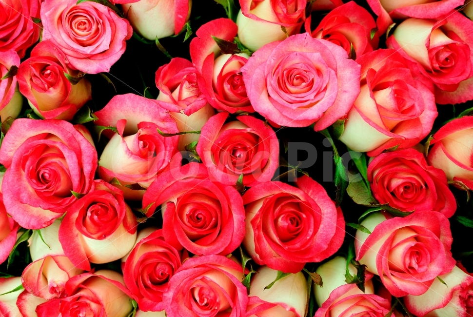 꽃,식물,장미,스냅,색상,화려,붉은,ROSE,ROSES,SNAP,COLORFUL,VIVID,BEAUTIFUL,RED,GREEN,SNAPSHOT,FLOWERS,FLOWER,PLANT,BOTANY,식물,자연,plants,nature,감성,sensible,feeling,꽃,flower