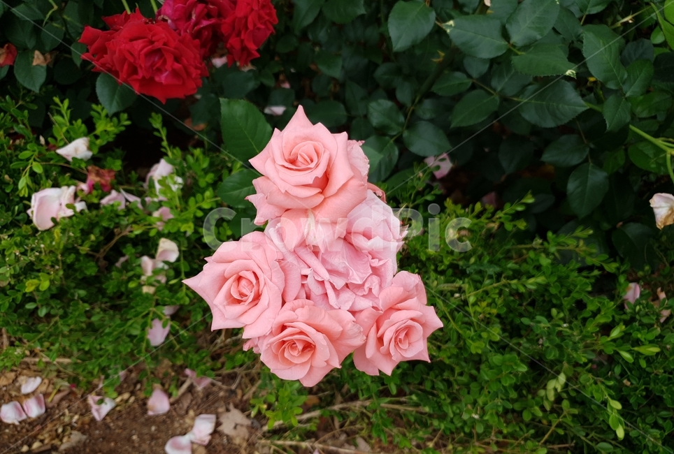연분홍장미,장미꽃,꽃,장미밭,rose,분홍꽃,자연,식물,장미원,장미,야외,꽃축제