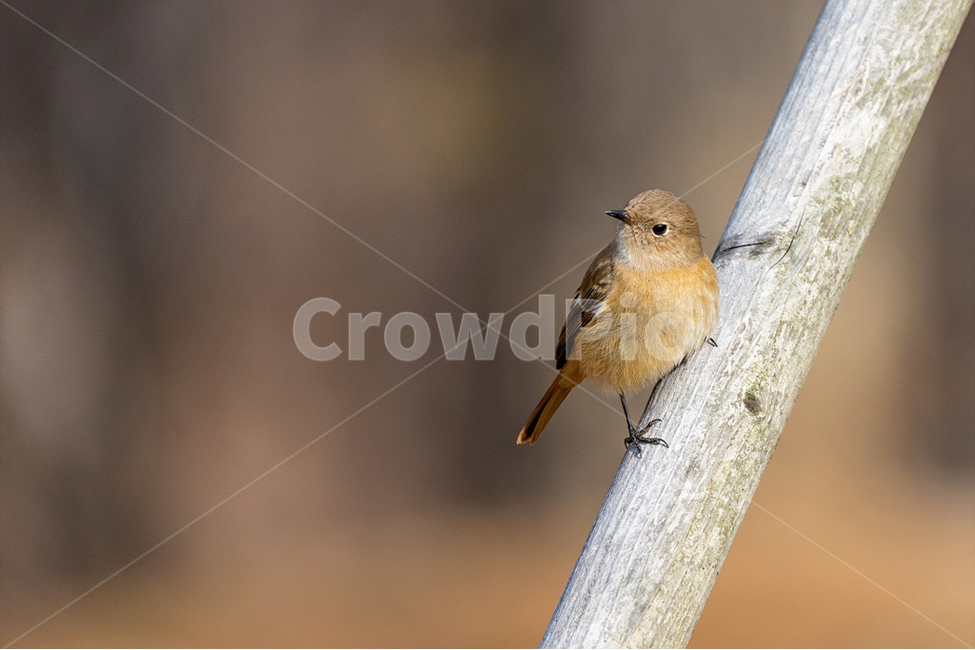 조류,새,딱새,자연,참새목,동물,animal,조류,새,birds