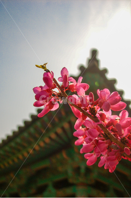 plant,식물,꽃,단청,한옥,정물,접사,식물,자연,plants,nature,꽃,flower