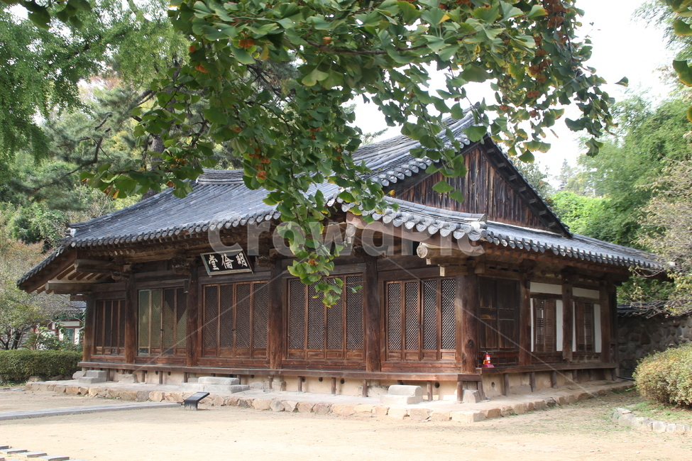 명륜당,전주한옥마을,전주향교,향교,은행나무,은행,식물,나무,plant,ginkgotree,ginkgo,가을,한국전통,한국문화,korean traditional,korean culture,건축물,건물외관,exterior,building,structure,architecture,construction