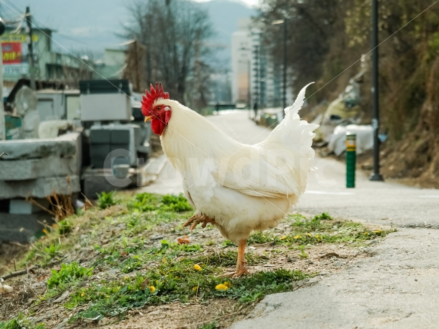 동물,닭,생명,움직임,역동적,균형,자연,생물,동물,animal,조류,새,birds