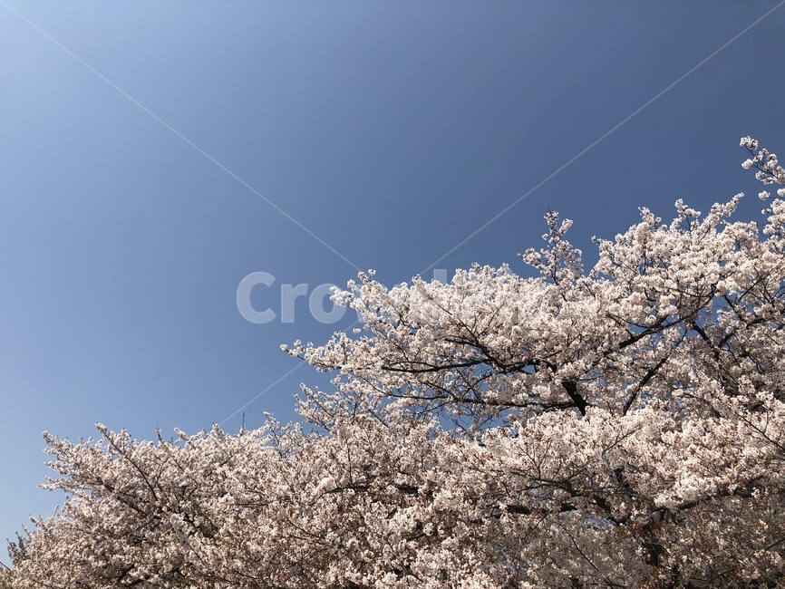 flower,꽃,벚꽃,cherryblossom,blossom