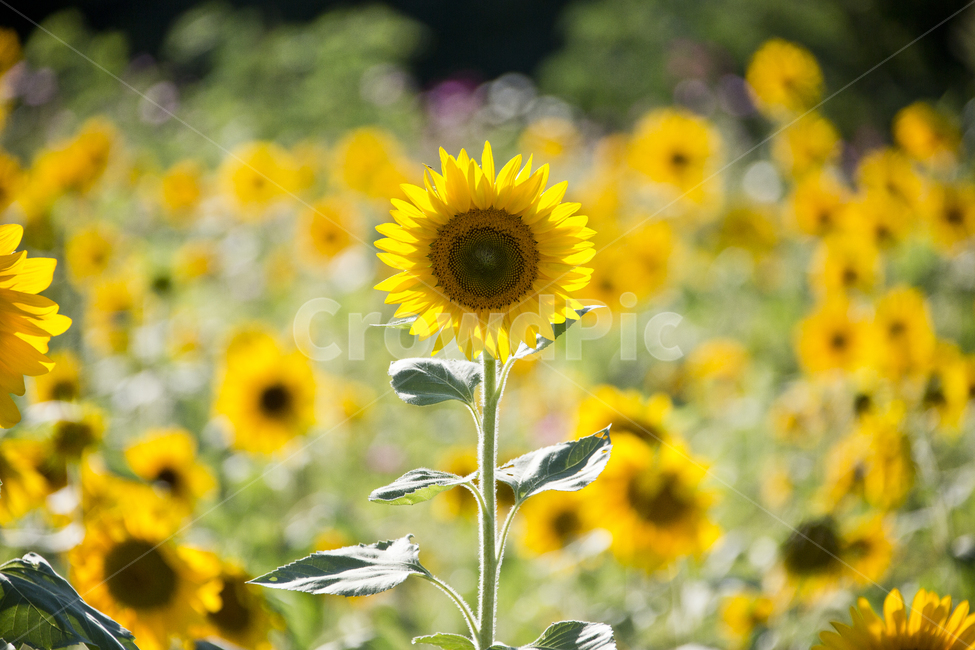 해바라기,sunflower,노란색,꽃,빛,해바라기밭,노랑,꽃밭,식물,자연,plants,nature,꽃,flower