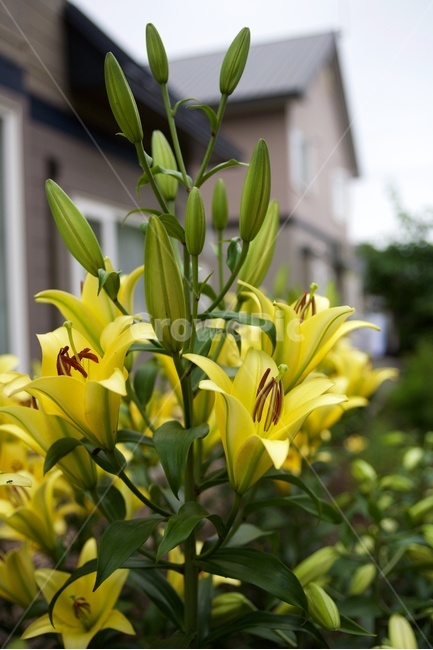 백합,lily,꽃,순결,변함없는사랑,flower,yellow,식물,자연,plants,nature,꽃,flower