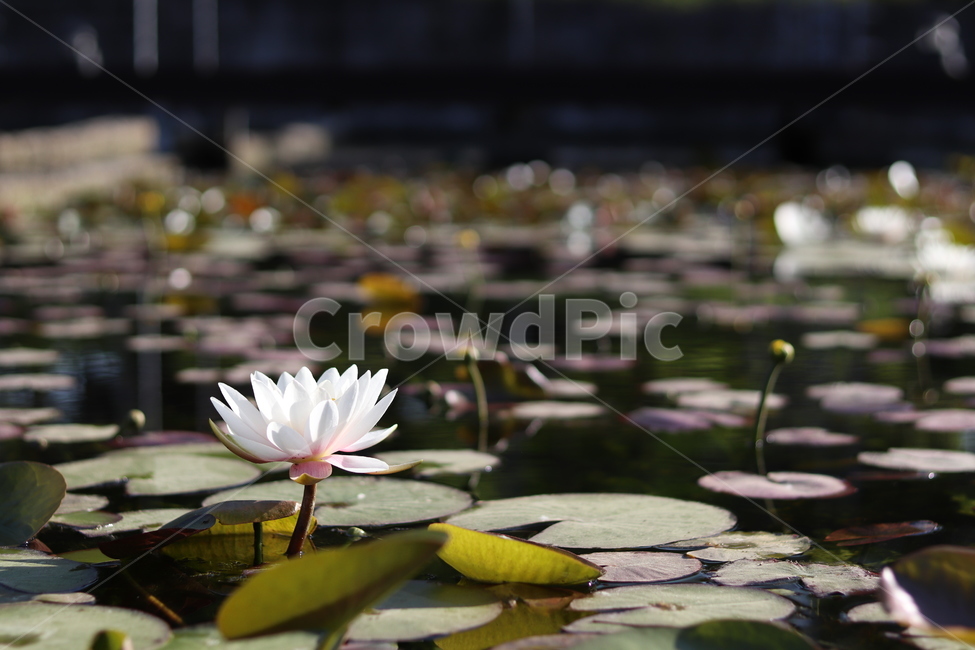 plant,식물,flower,꽃,연꽃,lotus,pond,연못,꽃,flower