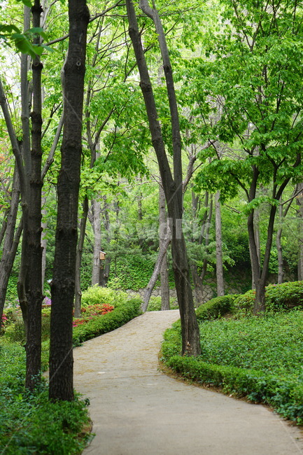 길,숲,나무,초록,식물,자연,풍경,nature,landscape,식물,plants,나무,trees,wood,tree,plant,path,통로,tree trunk,나무 줄기