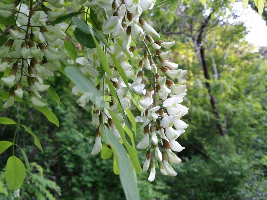 아카시아꽃,아까시나무,flower,plant,식물,식물,자연,plants,nature,꽃,flower