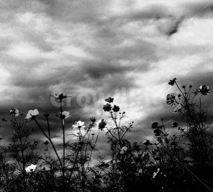 가을,코스모스,흑백사진,그리움,여행,가을,계절,fall,autumn,season,식물,자연,plants,nature,꽃,flower,흑백,모노톤,monochrome,black and white,weather,날씨