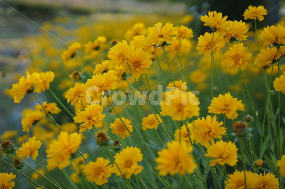 금계국,노랑,꽃,봄,풍경,식물,자연,plants,nature,꽃,flower