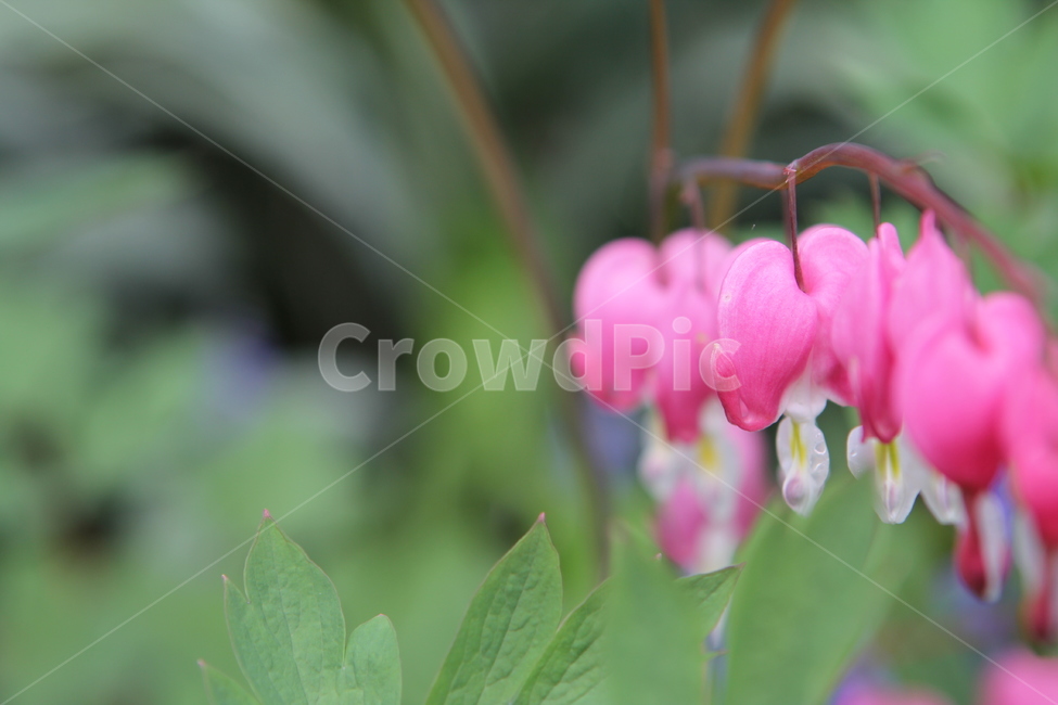 빨간꽃,금낭화,배경,핑크색,녹색,background,ppt,식물,자연,plants,nature,꽃,flower