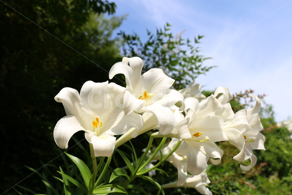 백합꽃,흰색,순결,순수한사랑,곷말,식물,자연,plants,nature,꽃,flower