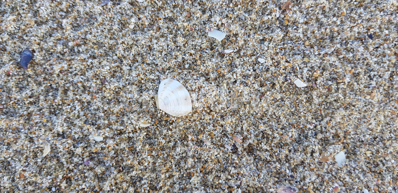 조개,모래,모래사장,대합,clam,해양생물,sealife,바다,자연,힐링,감성,beach