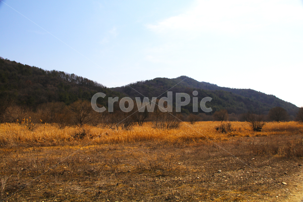갈대,억새,풀,마른풀,하천,강,나무,가을,물,가을,계절,fall,autumn,season,자연,풍경,nature,landscape,outdoors,옥외,plateau,고원