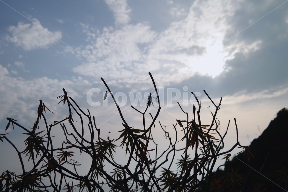 식물,plant,이탈리아,가시,뾰족,뾰족한,배경,풍경,풀,나무,풀떼기,역광,그림자,해외,달력
