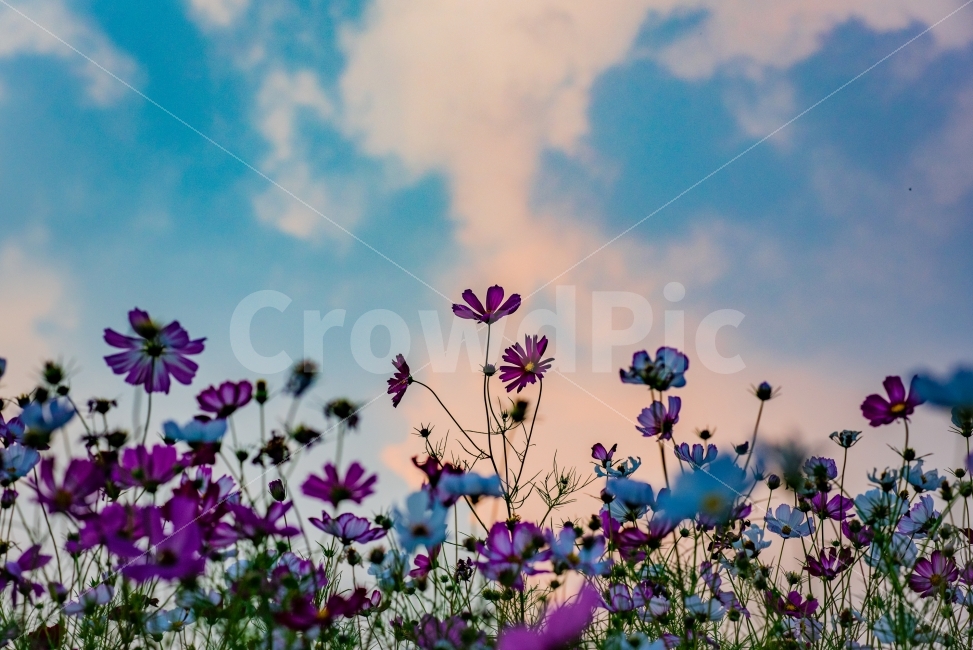 코스모스,해질녘,노을,가을꽃,가을,cosmos,꽃,flower,가을,계절,fall,autumn,season,식물,자연,plants,nature,꽃,flower,감성,sensible,feeling