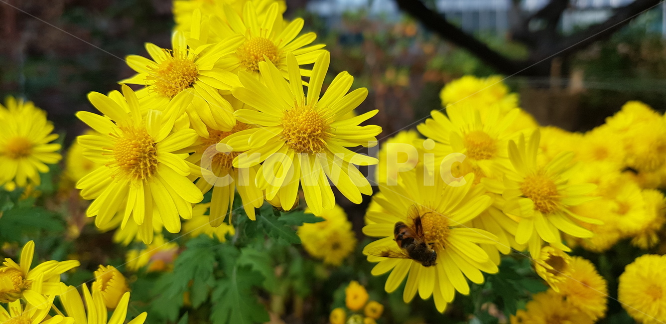 꽃,가을,가을꽃,plant,식물,국화,식물,자연,plants,nature,꽃,flower