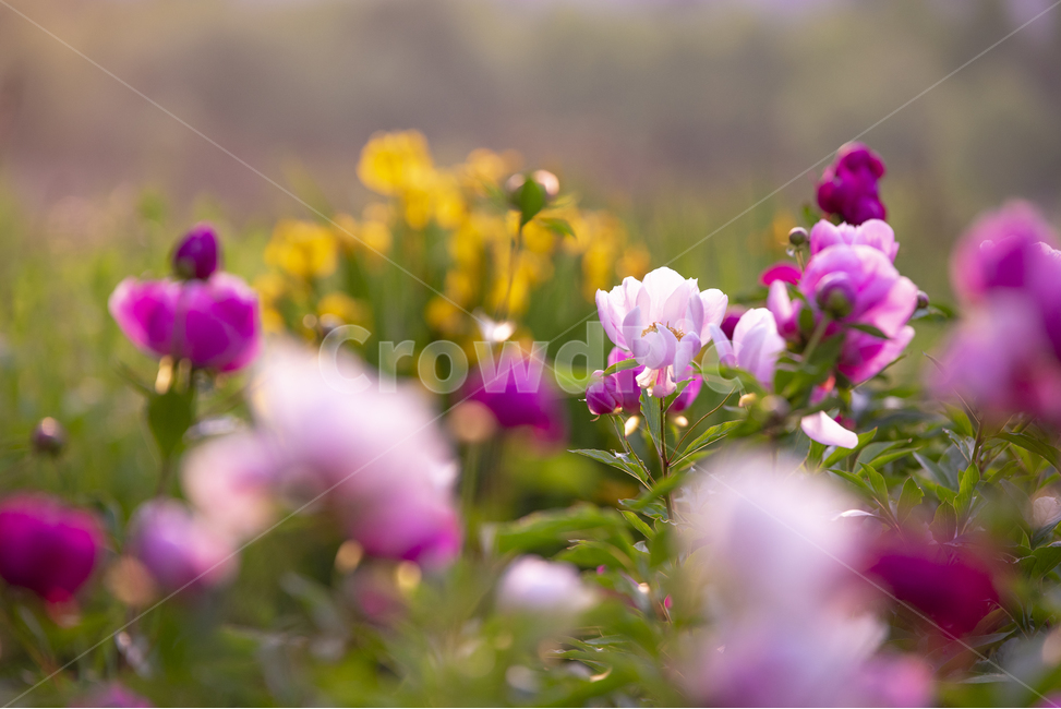 작약,꽃,봄꽃,핑크,빨강,식물,자연,plants,nature,꽃,flower