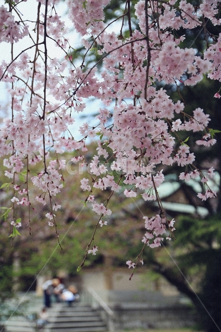 봄,계절,벚꽃,꽃,자연,봄,계절,spring,season,식물,자연,plants,nature,꽃,flower,plant,blossom,cherry blossom