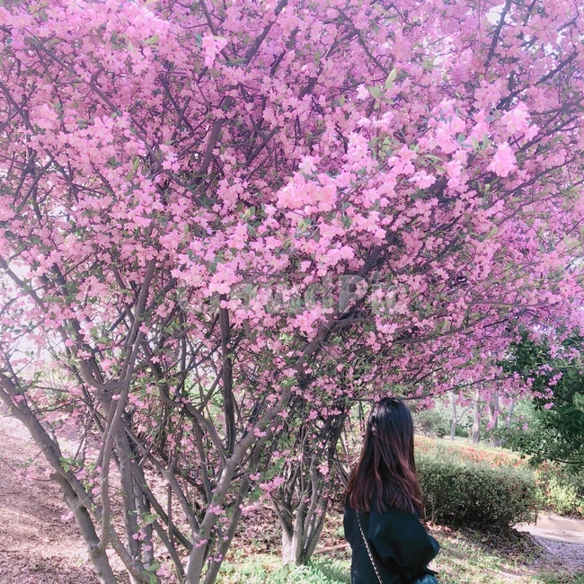 꽃,풍경,자연,분홍꽃,여자,뒷모습,봄,계절,spring,season,plant,식물,flower,blossom