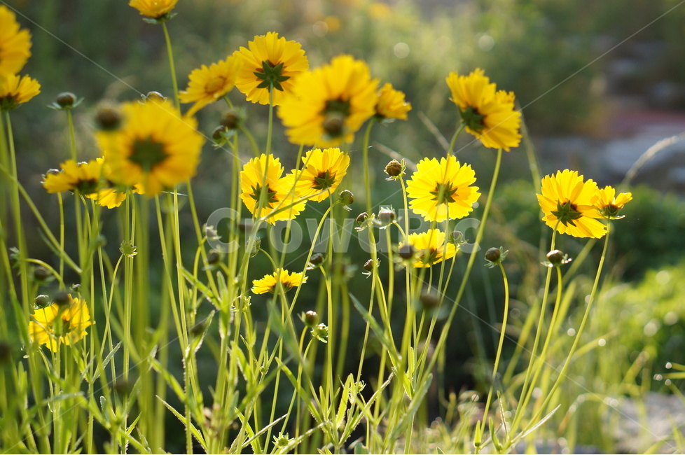 금계국,노랑,꽃,풍경,봄,봄,계절,spring,season,식물,자연,plants,nature,꽃,flower,plant