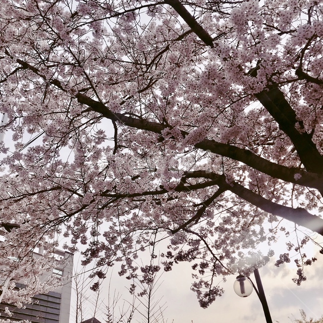 벚꽃,꽃,봄,나무,cherryblossoms