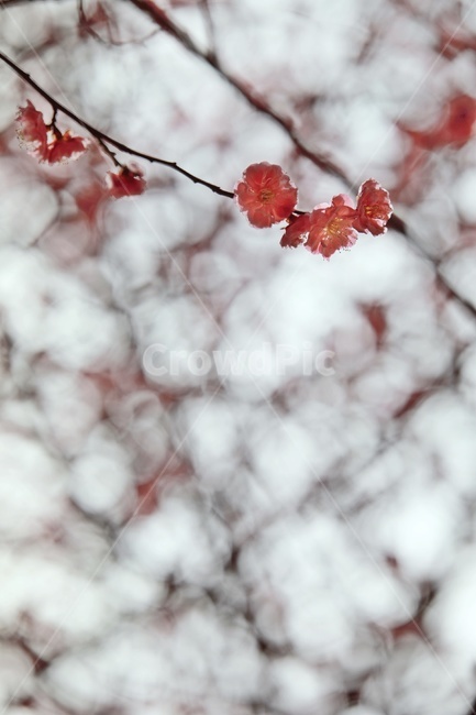 홍매화,매화,꽃,apricotflower,pinkflower,봄,계절,spring,season,식물,자연,plants,nature,꽃,flower,plant,leaf,잎