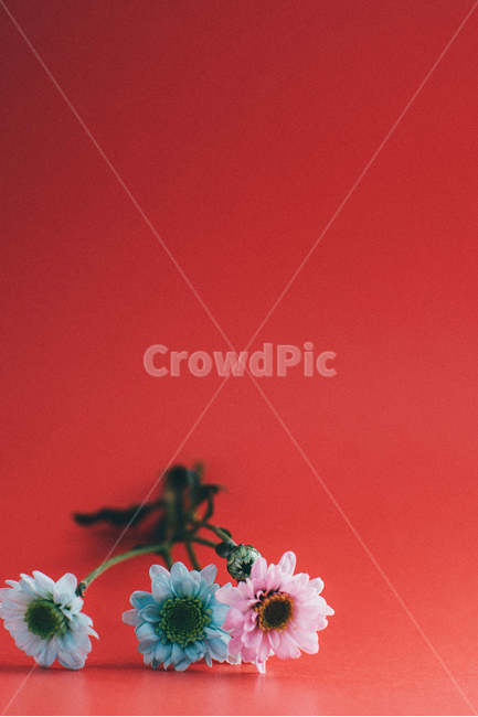 꽃,소국화,flower,자연,아름다운,꽃,flower,연출,컨셉,콘셉,direction,concept