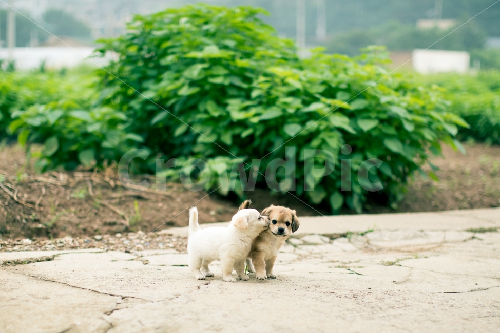 강아지,동물,감성사진,dog,반려견,동물,animal,포유류,mammal,개,강아지,dog,doggy,감성,sensible,feeling