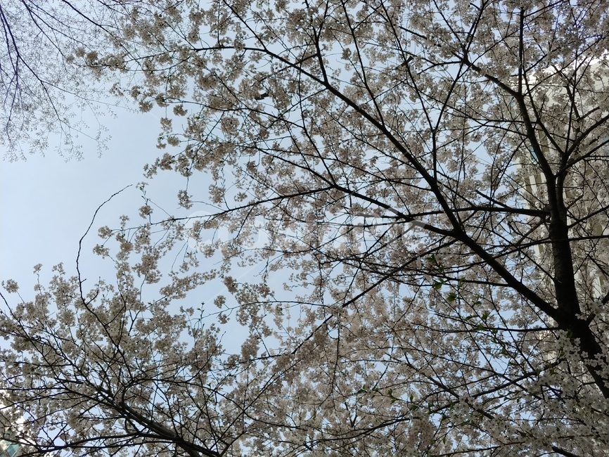 봄,벚꽃,벚나무,하늘,하얀,꽃잎,맑은,푸른