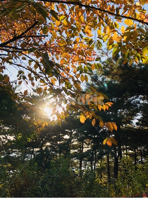 가을,단풍,그라데이션,햇살,햇빛,가을,계절,fall,autumn,season,leaf,잎,plant,식물,light,빛,flare,플레어