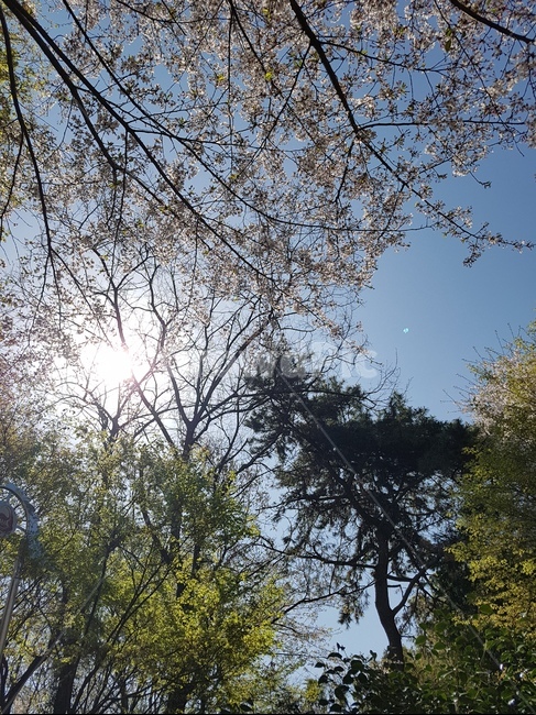 하늘,나무,구름,sky,cloud,tree,sun,햇빛