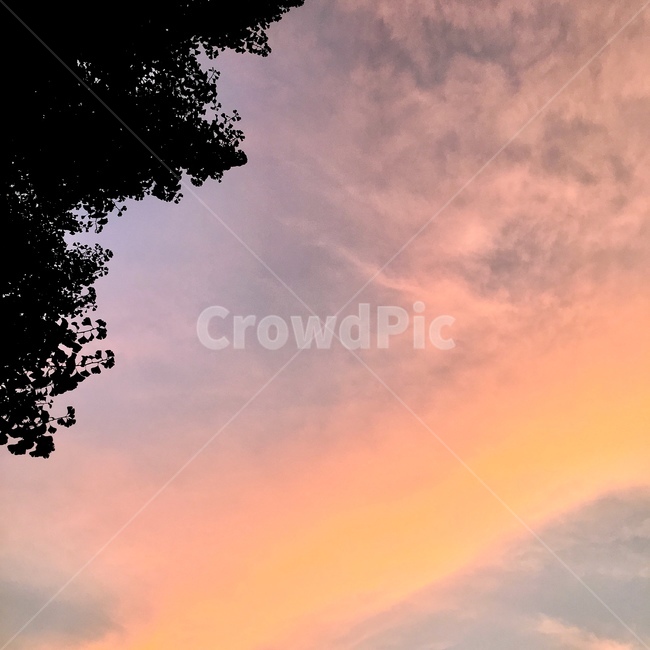 하늘,sky,노을,sunset,야경,night,나무,tree,밤하늘,분홍,pink,보라,보라색,purple,노랑,오란색,yellow,자연,풍경,nature,landscape,outdoors,옥외